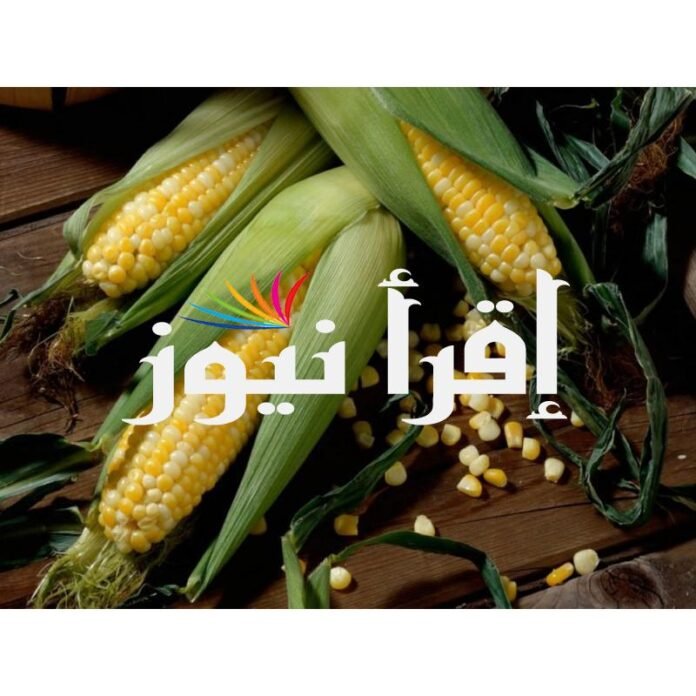“الصفراء كم” أسعار الذرة الصفراء اليوم الثلاثاء 23/1/2024 للمستهلك في المتاجر؟

