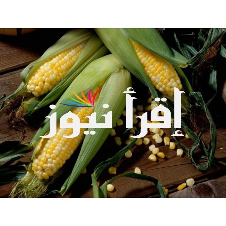 “الصفراء كم” أسعار الذرة الصفراء اليوم الثلاثاء 23/1/2024 للمستهلك في المتاجر؟

