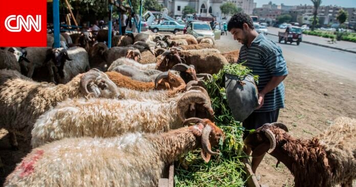 مصر.. تراجع الطلب على الأضاحي.. والتجار يوضحون السبب

