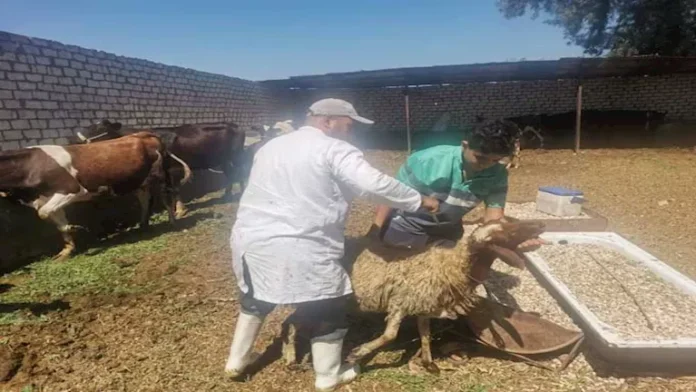 نتائج الحملة الوطنية خلال عام 2025 لتحصين الماشية ضد القدم و- ماث

