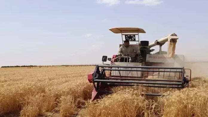 حققت أبحاث الصحراء إنجازًا علميًا من خلال زراعة القمح حتى في المياه شديدة الملوحة

