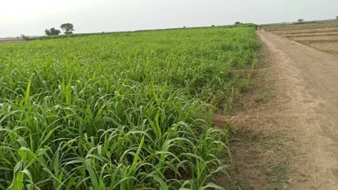 تحذيرات من انتشار الآفات مع تحسن الطقس وعودة النشاط الزراعي

